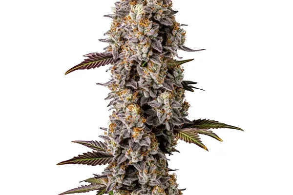 Lemon Cherry Gelato (Blimburn Seeds) – offizielles Produktbild