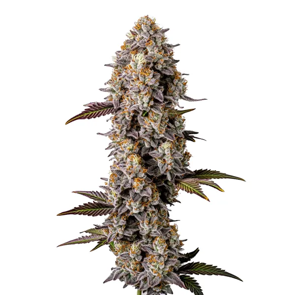 Lemon Cherry Gelato (Blimburn Seeds) – offizielles Produktbild
