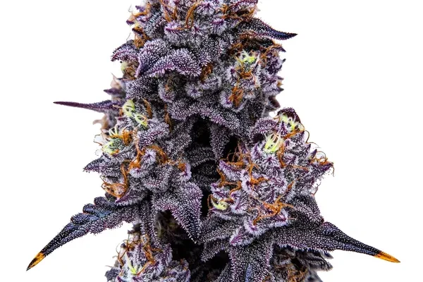 Lemon Cherry Runtz (Blimburn Seeds) – offizielles Produktbild
