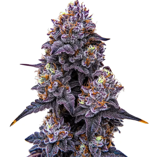 Lemon Cherry Runtz (Blimburn Seeds) – offizielles Produktbild
