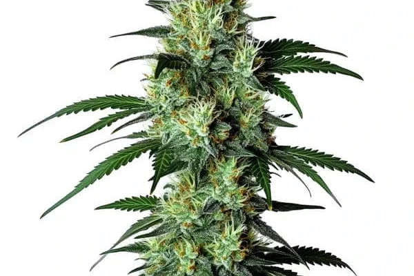 Louis XIII (Blimburn Seeds) – offizielles Produktbild