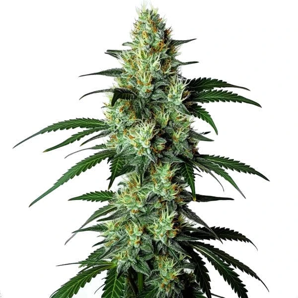 Louis XIII (Blimburn Seeds) – offizielles Produktbild