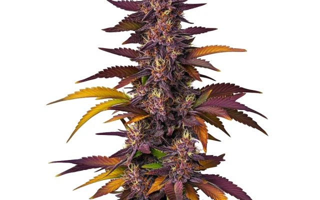 LSD Auto (Blimburn Seeds) – offizielles Produktbild