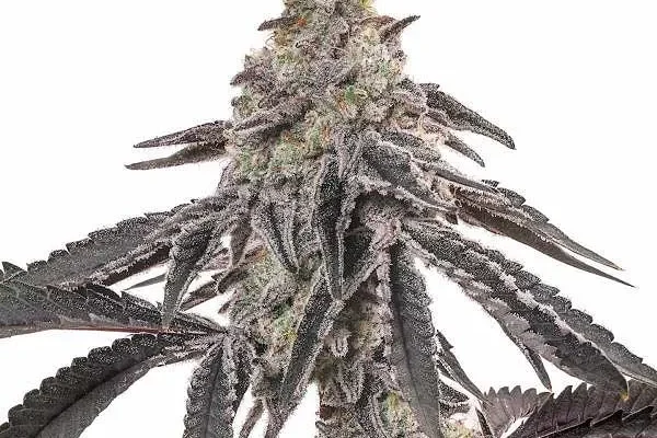 MAC (Blimburn Seeds) – offizielles Produktbild