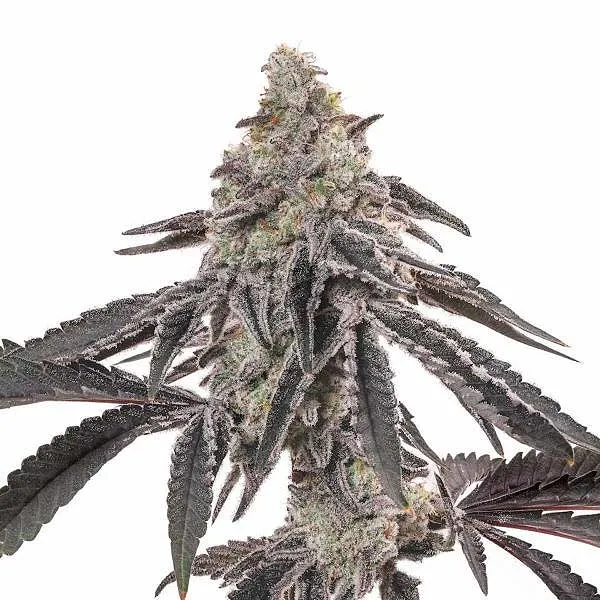 MAC (Blimburn Seeds) – offizielles Produktbild