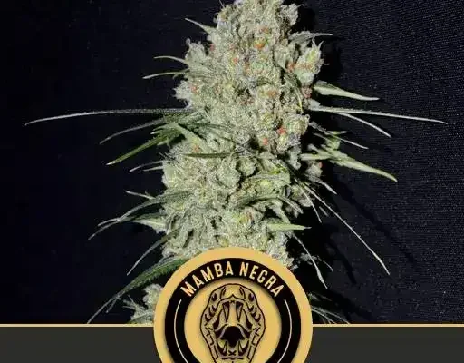 Mamba Negra FBV (Blimburn Seeds) – offizielles Produktbild