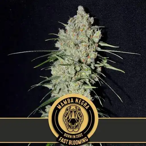 Mamba Negra FBV (Blimburn Seeds) – offizielles Produktbild