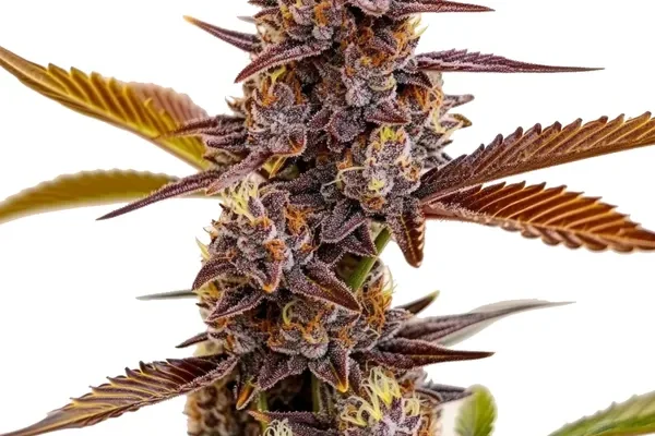 Mandarin Cookies (Blimburn Seeds) – offizielles Produktbild