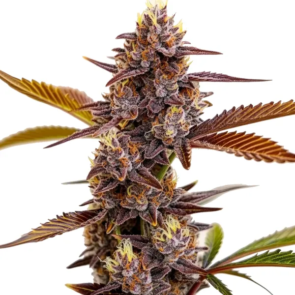 Mandarin Cookies (Blimburn Seeds) – offizielles Produktbild
