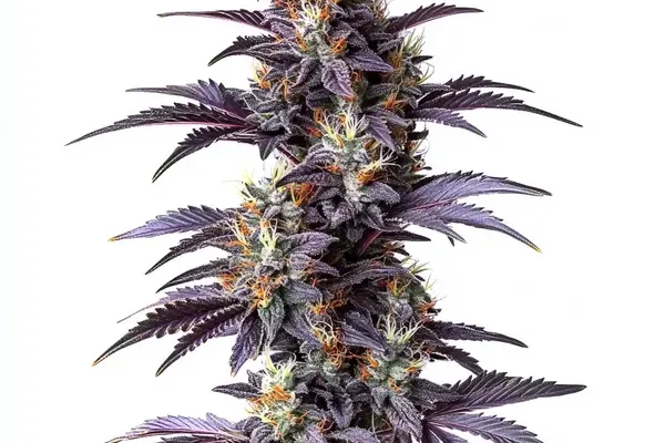 Mimosa Cake Auto (Blimburn Seeds) – offizielles Produktbild