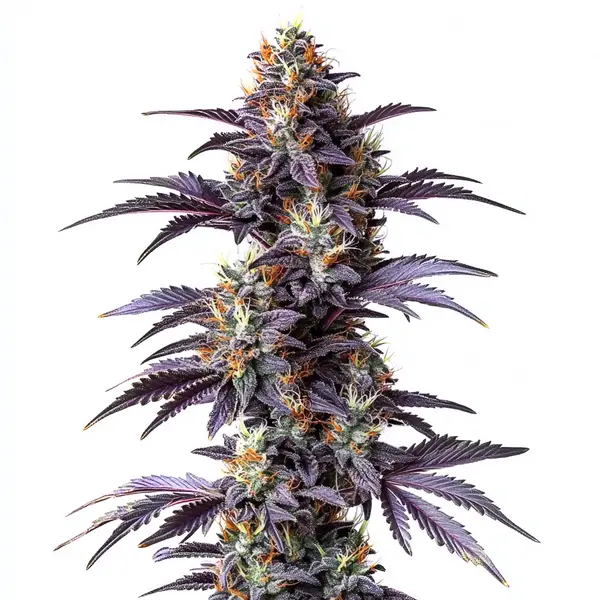 Mimosa Cake Auto (Blimburn Seeds) – offizielles Produktbild