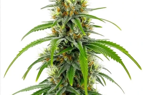 Moby Dick (Blimburn Seeds) – offizielles Produktbild