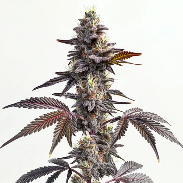 Modified Grapes (Blimburn Seeds) – offizielles Produktbild