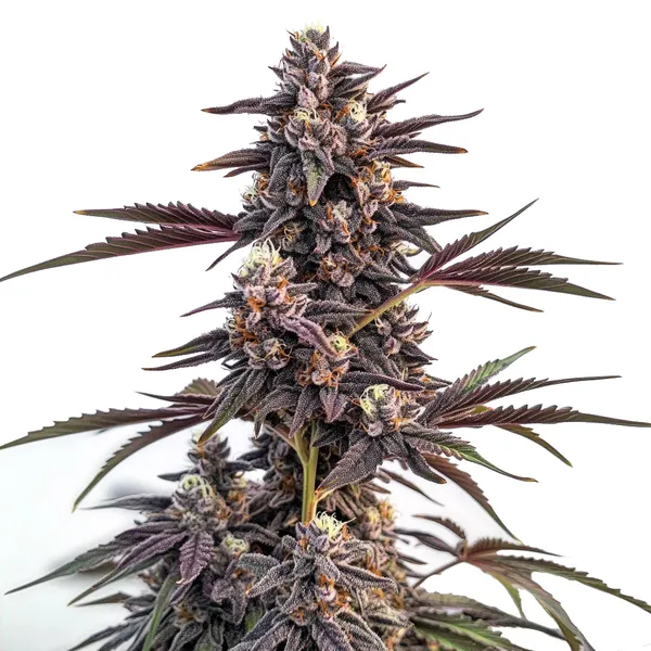 Moonshine Cookies (Blimburn Seeds) – offizielles Produktbild