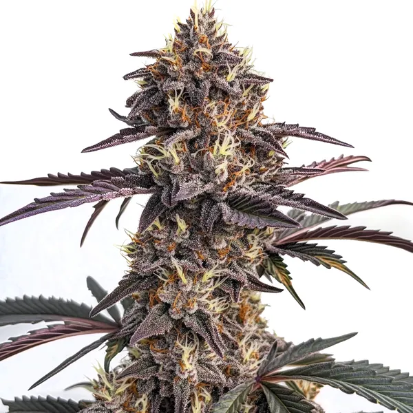 Moonshine Cookies Auto (Blimburn Seeds) – offizielles Produktbild