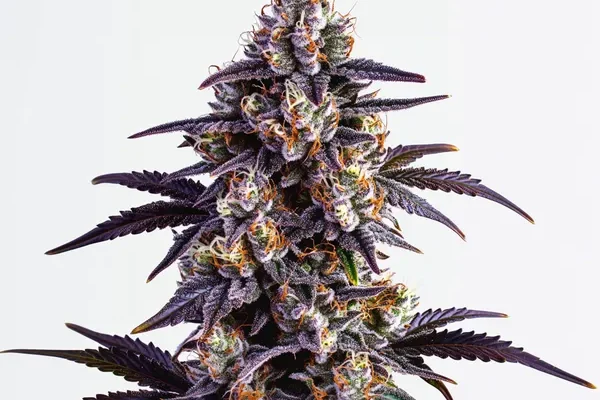Motor Breath (Blimburn Seeds) – offizielles Produktbild