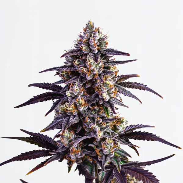Motor Breath (Blimburn Seeds) – offizielles Produktbild