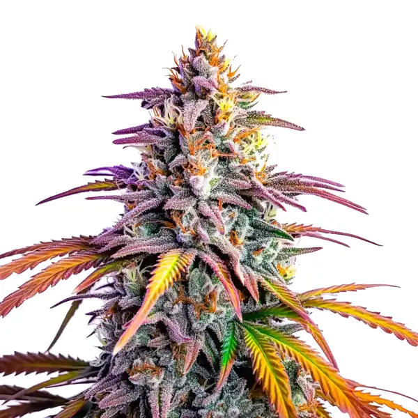 Motor Breath x Honey Drop (Blimburn Seeds) – offizielles Produktbild