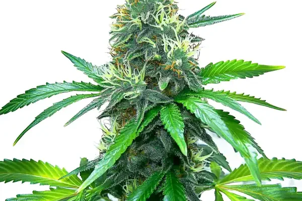 OG Kush (Blimburn Seeds) – offizielles Produktbild