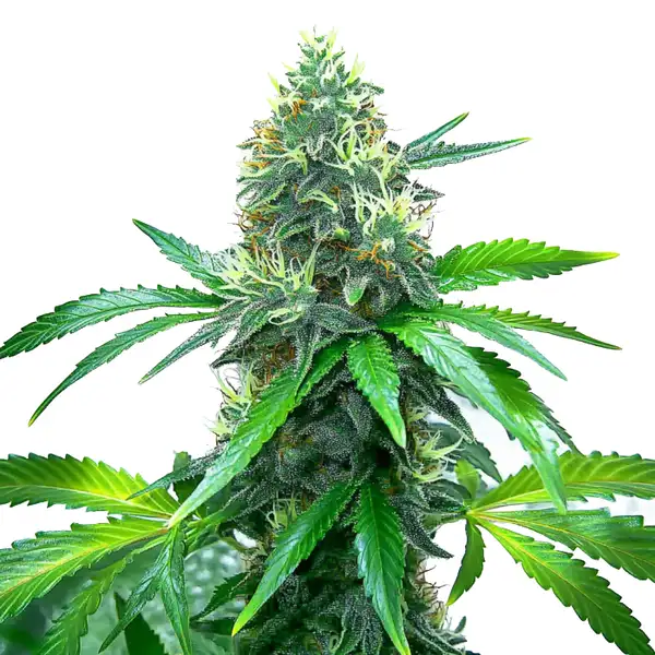 OG Kush (Blimburn Seeds) – offizielles Produktbild