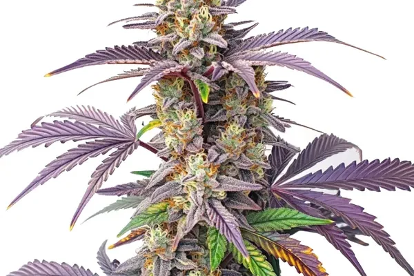 Peanut Butter Breath (Blimburn Seeds) – offizielles Produktbild