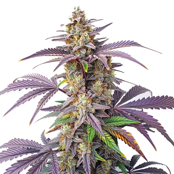 Peanut Butter Breath (Blimburn Seeds) – offizielles Produktbild