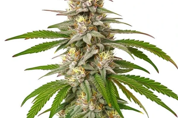 Pineapple Express (Blimburn Seeds) – offizielles Produktbild
