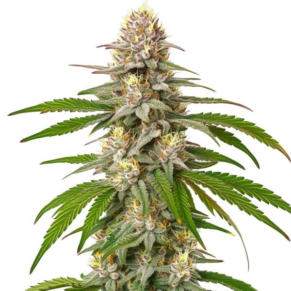 Pineapple Express (Blimburn Seeds) – offizielles Produktbild