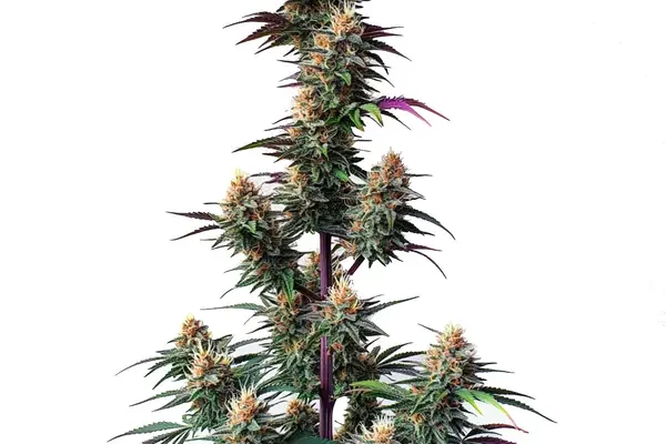 Pink Runtz Auto (Blimburn Seeds) – offizielles Produktbild