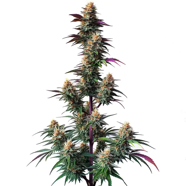 Pink Runtz Auto (Blimburn Seeds) – offizielles Produktbild