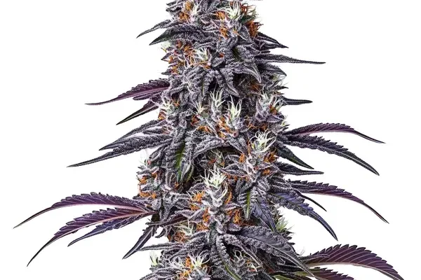 Purple Haze (Blimburn Seeds) – offizielles Produktbild