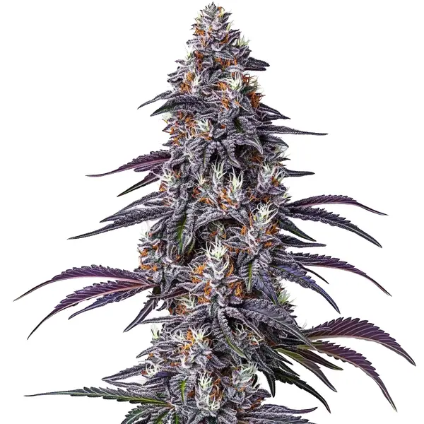 Purple Haze (Blimburn Seeds) – offizielles Produktbild