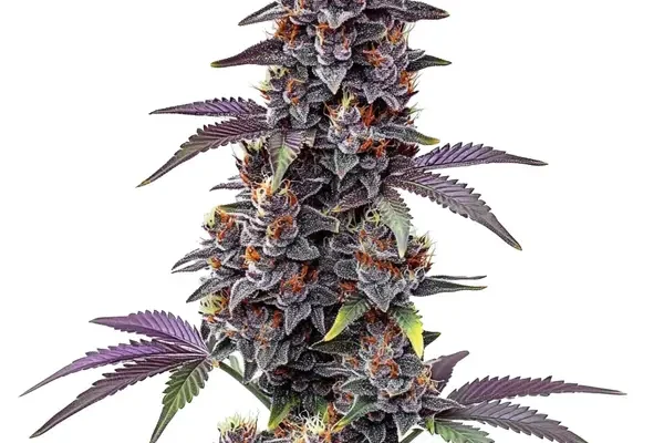 Purple Haze Auto (Blimburn Seeds) – offizielles Produktbild