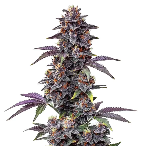 Purple Haze Auto (Blimburn Seeds) – offizielles Produktbild