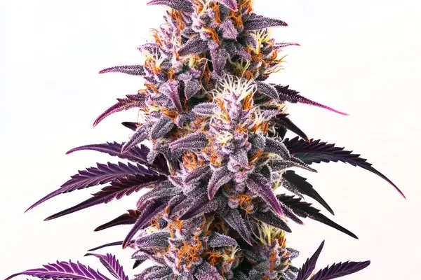 Purple Kush (Blimburn Seeds) – offizielles Produktbild