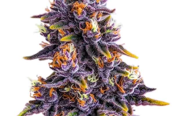 Purple Star Killer (Blimburn Seeds) – offizielles Produktbild