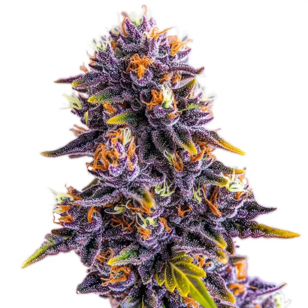 Purple Star Killer (Blimburn Seeds) – offizielles Produktbild