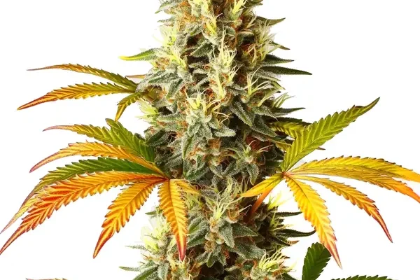 Red Super Skunk Auto (Blimburn Seeds) – offizielles Produktbild
