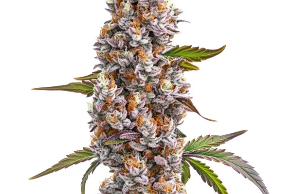 Reeze McFlurry (Blimburn Seeds) – offizielles Produktbild