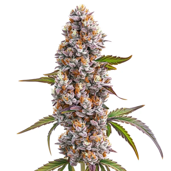 Reeze McFlurry (Blimburn Seeds) – offizielles Produktbild