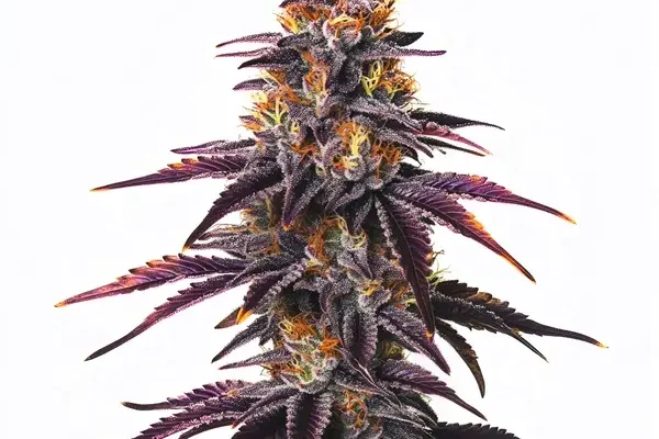 Runtz (Blimburn Seeds) – offizielles Produktbild