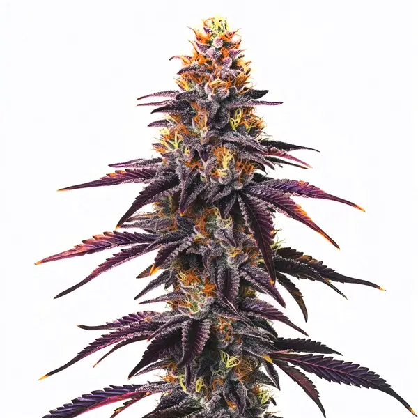 Runtz (Blimburn Seeds) – offizielles Produktbild