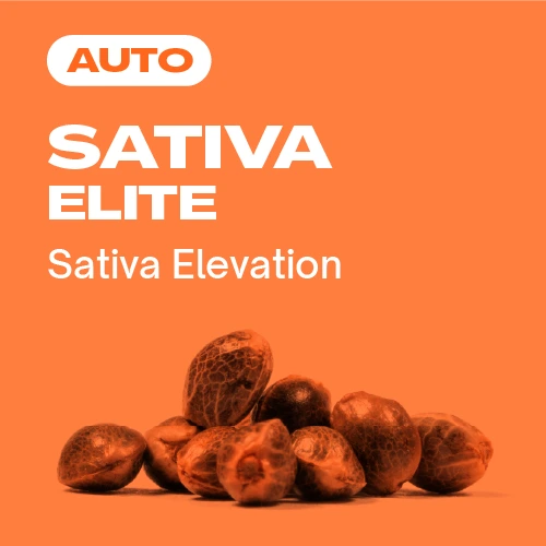 Sativa Elite Auto (Blimburn Seeds) – offizielles Produktbild
