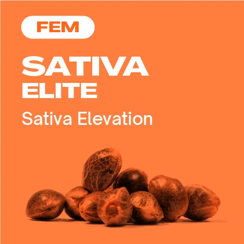 Sativa Elite Fem (Blimburn Seeds) – offizielles Produktbild