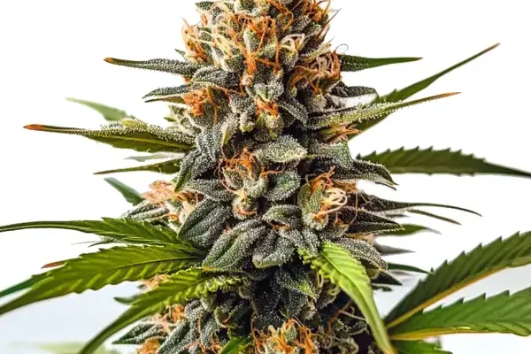 SFV OG x Honey Drop (Blimburn Seeds) – offizielles Produktbild