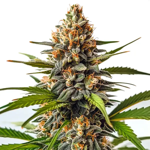 SFV OG x Honey Drop (Blimburn Seeds) – offizielles Produktbild