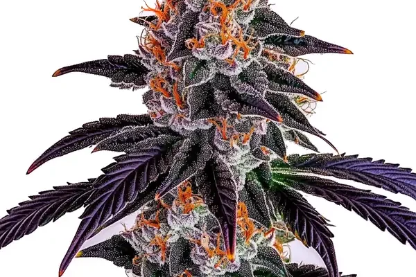 Sirius Black Samen (Blimburn Seeds) – offizielles Produktbild