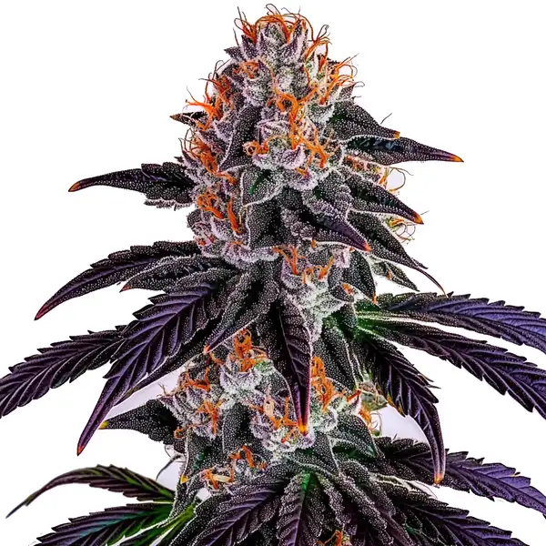 Sirius Black Samen (Blimburn Seeds) – offizielles Produktbild