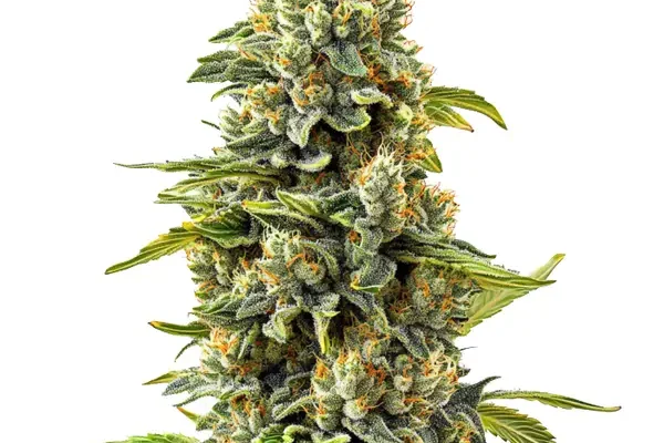 Skunk #1 (Blimburn Seeds) – offizielles Produktbild