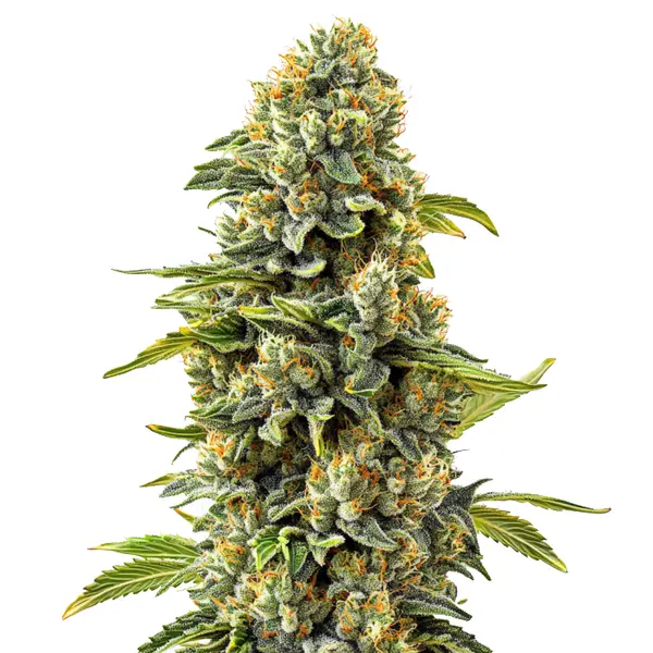 Skunk #1 (Blimburn Seeds) – offizielles Produktbild